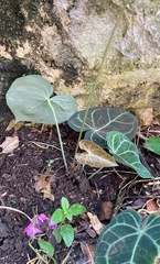 Anthurium clarinervium