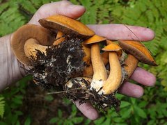 Suillus punctipes