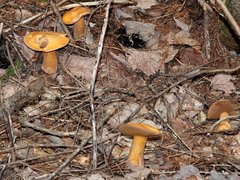 Suillus punctipes