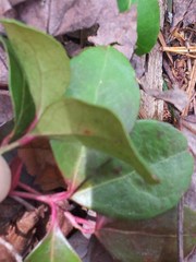 Gaultheria procumbens image