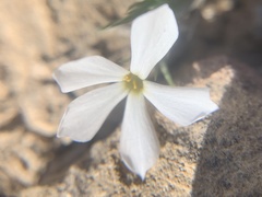 Phlox austromontana