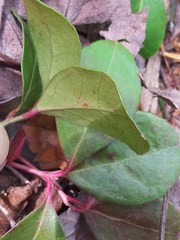 Gaultheria procumbens image