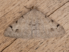 Digrammia pictipennata