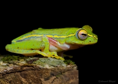 Rhacophorus lateralis
