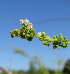 Condea verticillata