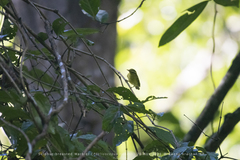 Phylloscopus ricketti