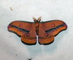 Opodiphthera loranthi