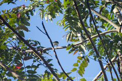 Pericrocotus divaricatus