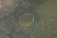 Chaetodon auripes
