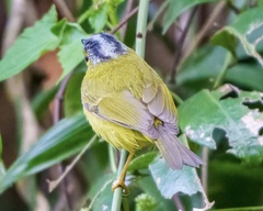 Phylloscopus tephrocephalus