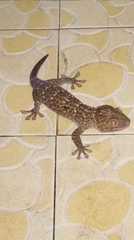 Gekko gecko