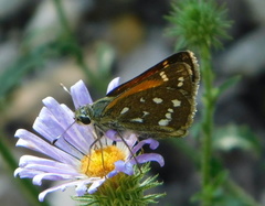 Hesperia woodgatei