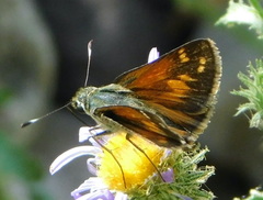 Hesperia woodgatei