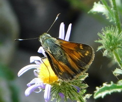 Hesperia woodgatei