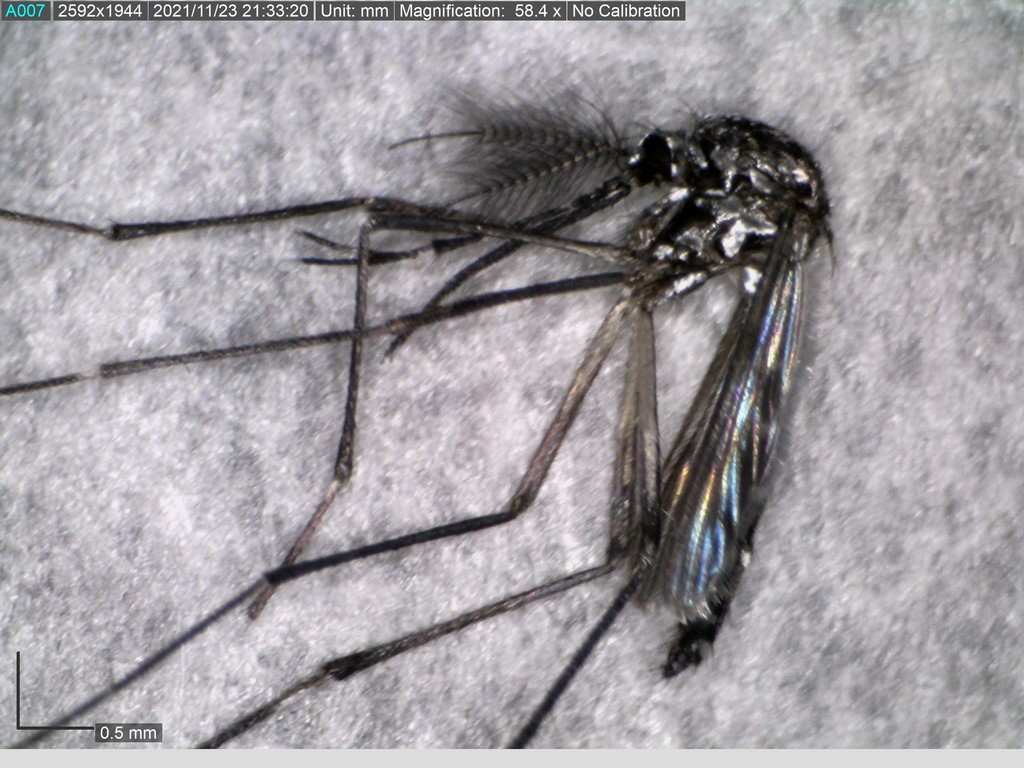 Asian Tiger Mosquito from Pepperidge, Augusta, GA 30906, USA on