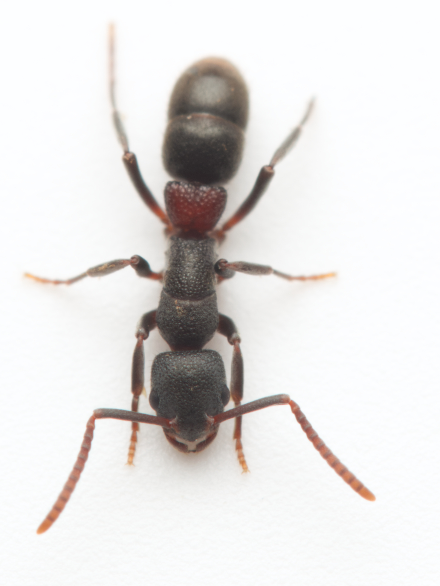 Platythyrea turneri