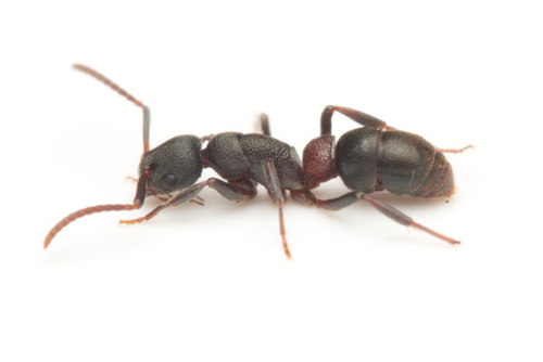 Platythyrea turneriPlatythyrea turneri