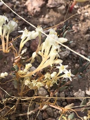Flatglobe dodder