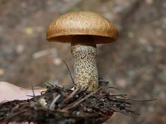 Suillus subalutaceus