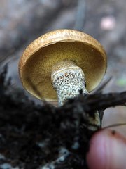 Suillus subalutaceus