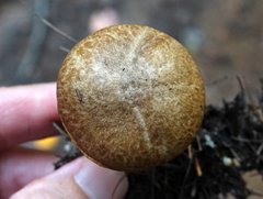 Suillus subalutaceus