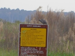 Rostrhamus sociabilis