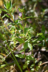 Mentha diemenica