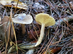 Lactarius pseudomucidus
