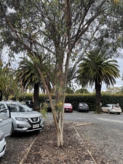 Eucalyptus woodwardii