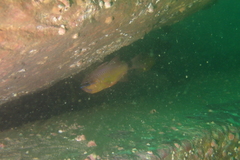 Ostorhinchus fleurieu