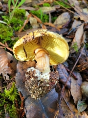 Cortinarius xanthodryophilus