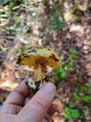Cortinarius xanthodryophilus