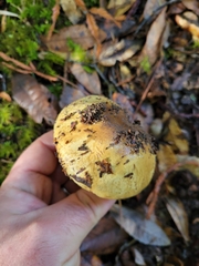 Cortinarius xanthodryophilus