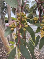 Eucalyptus woodwardii