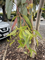 Eucalyptus woodwardii