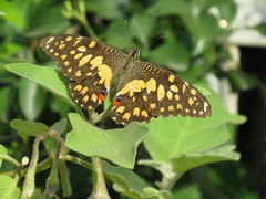 Papilio demoleus