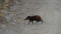 Rhynchocyon chrysopygus