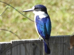 Todiramphus macleayii incinctus