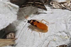 Supella dimidiata