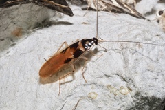 Supella dimidiata