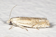 Eucosma pallidicostana