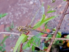 Rhionaeschna