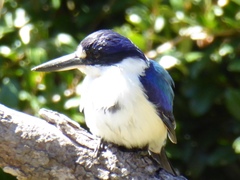 Todiramphus macleayii incinctus