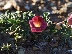 Harpagophytum procumbens