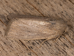 Benjaminiola colorada