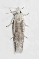 Eucosma pallidicostana