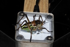 Acanthoplus discoidalis