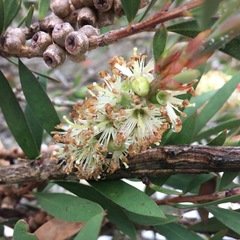 Melaleuca pallida