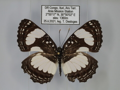 Neptis morosa