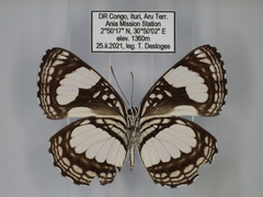 Neptis morosa